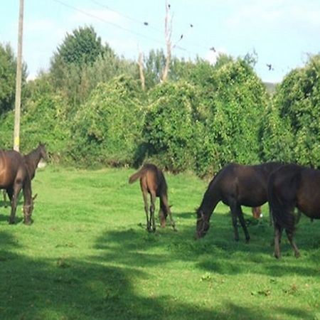 Bed and Breakfast Cloncarlin House Monasterevin Exteriér fotografie