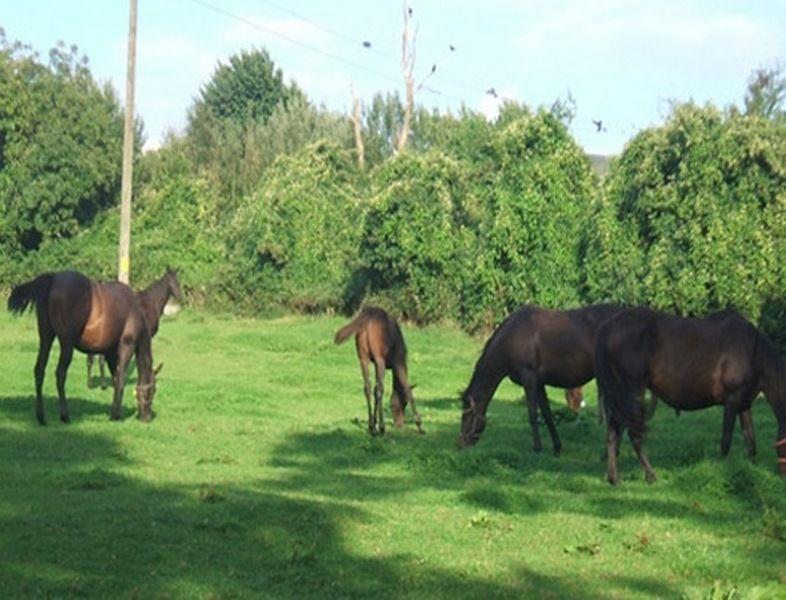 Bed and Breakfast Cloncarlin House Monasterevin Exteriér fotografie